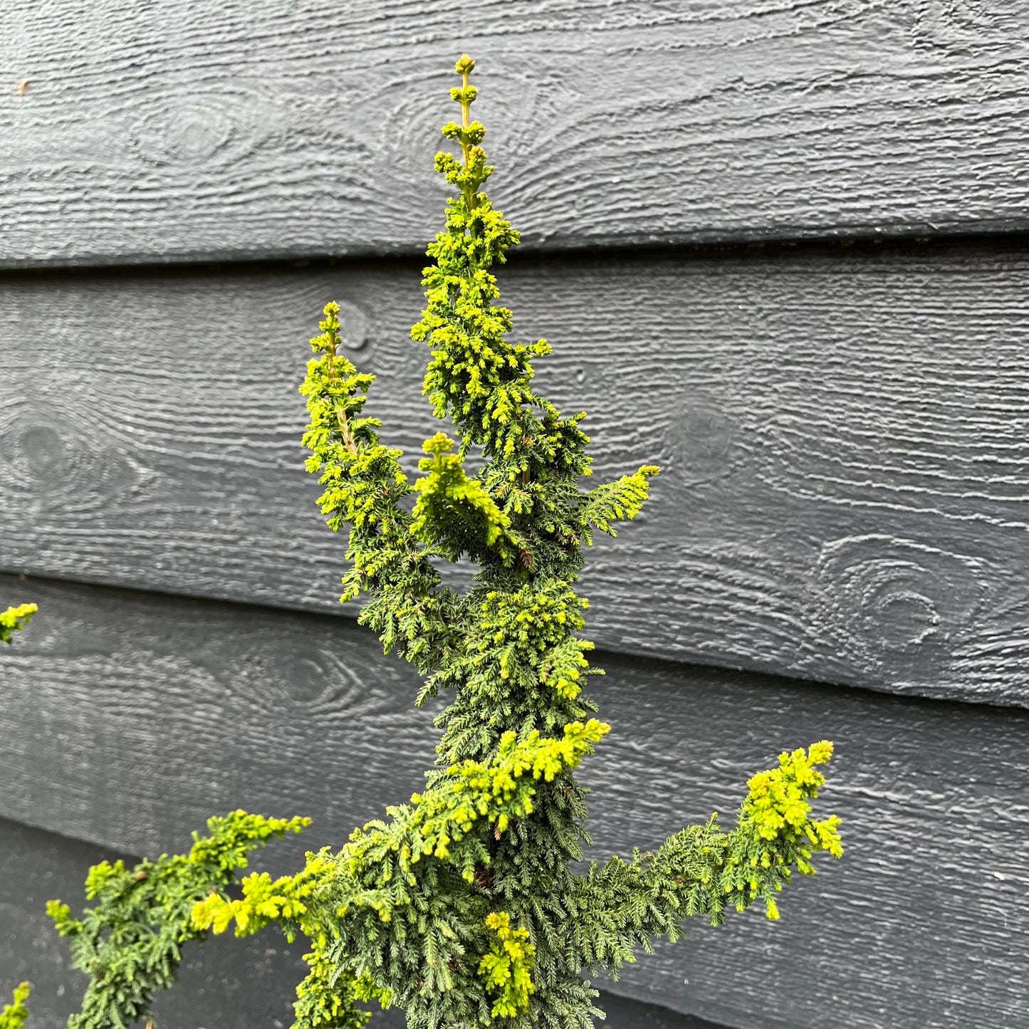 Chirimen Rare Dwarf Hinoki Cypress Conifer, Non-grafted, Unique Slow Growing Tree - Live Plant