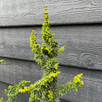 Chirimen Rare Dwarf Hinoki Cypress Conifer, Non-grafted, Unique Slow Growing Tree - Live Plant