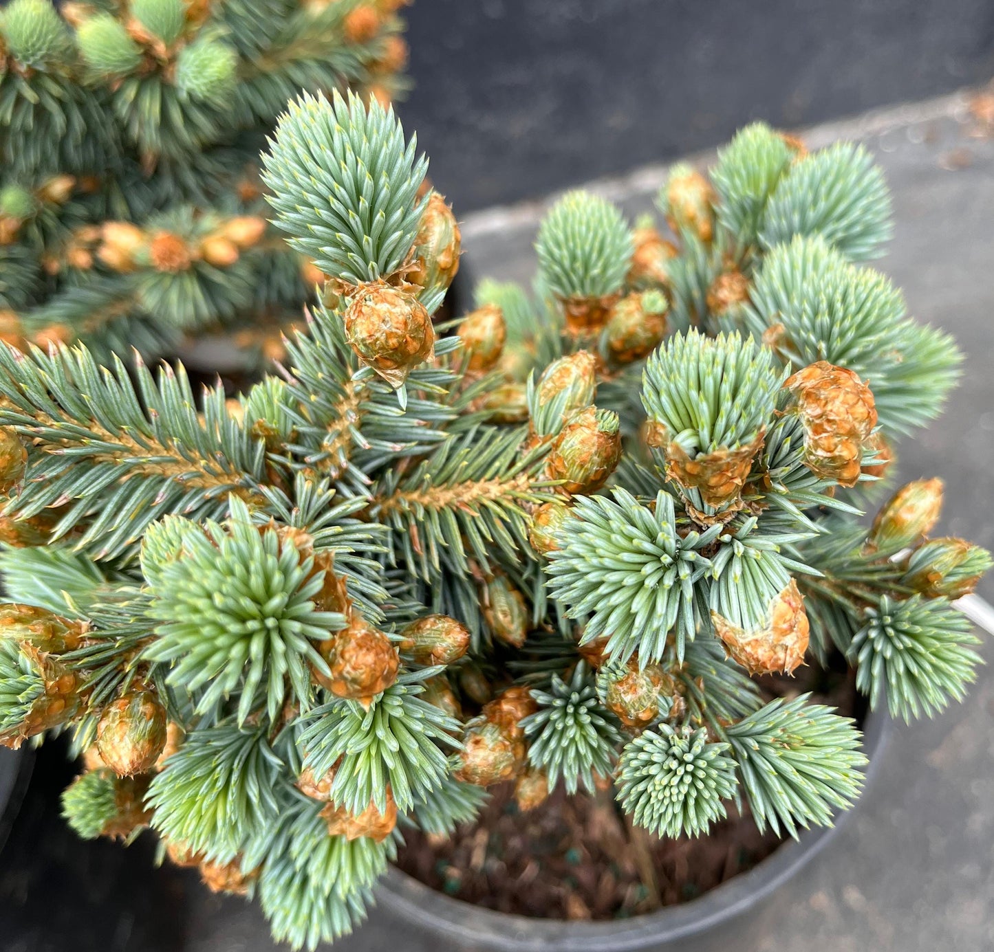 Blue Pearl Rare Dwarf Colorado Blue Spruce, Miniature Collector Conifer - Live Plant