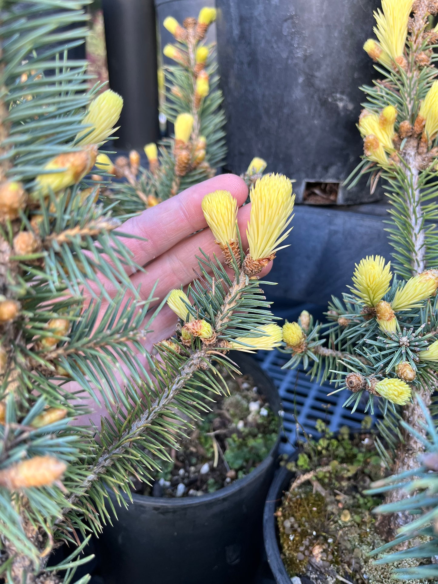 Gebelle's Golden Spring Picea Pungens, Rare Golden New Growth Blue Spruce - Live Plant