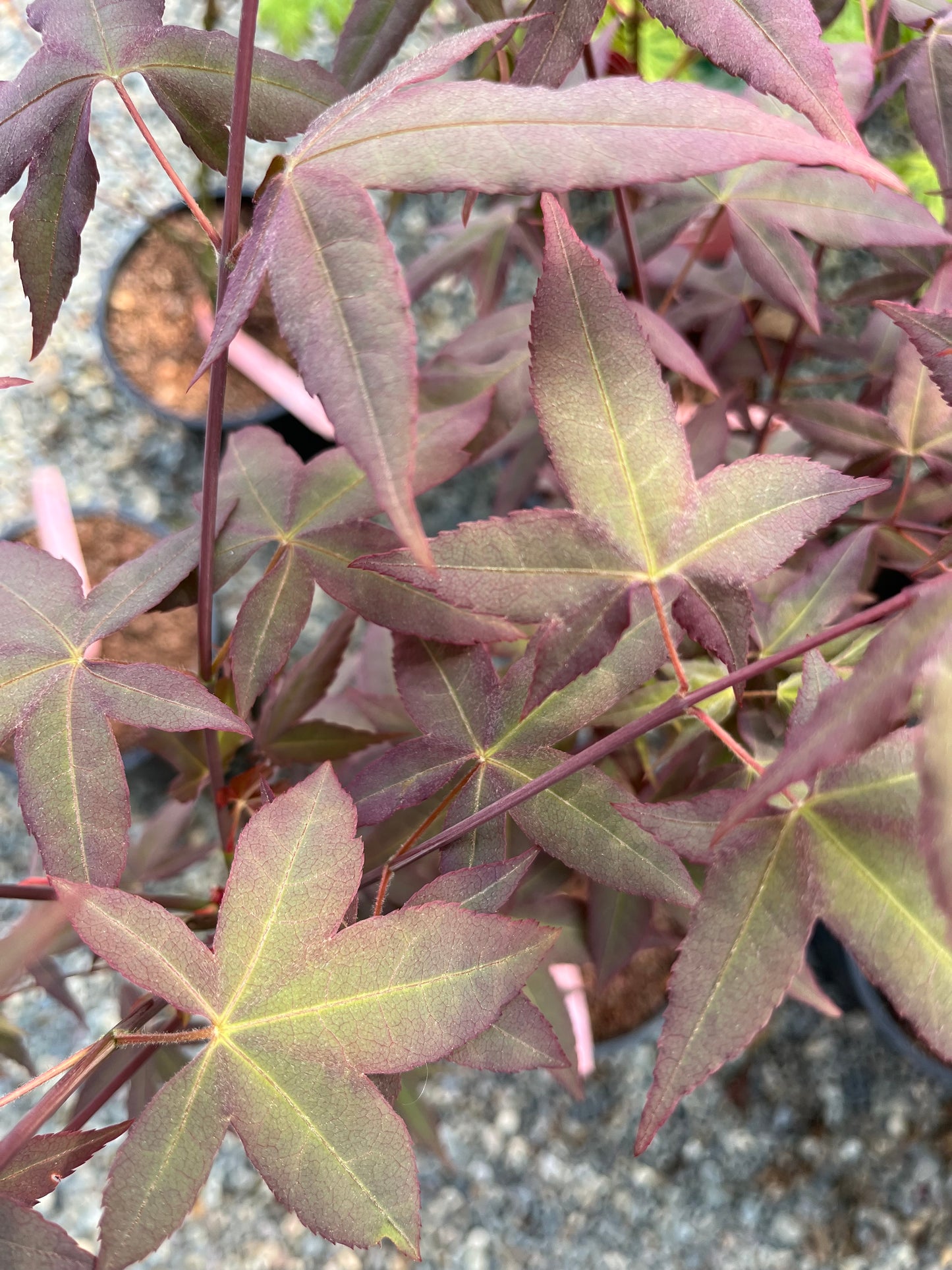 Mystic Jewel Japanese Maple Tree, Heat Tolerant Acer Oliverianum - Live Plant