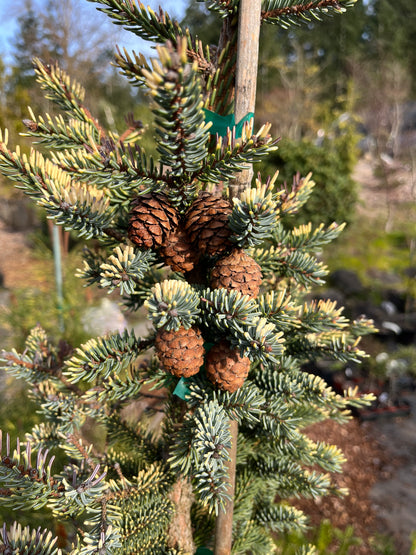 Aureovariegata Variegated Golden Black Hills Spruce Conifer Tree - Live Plant