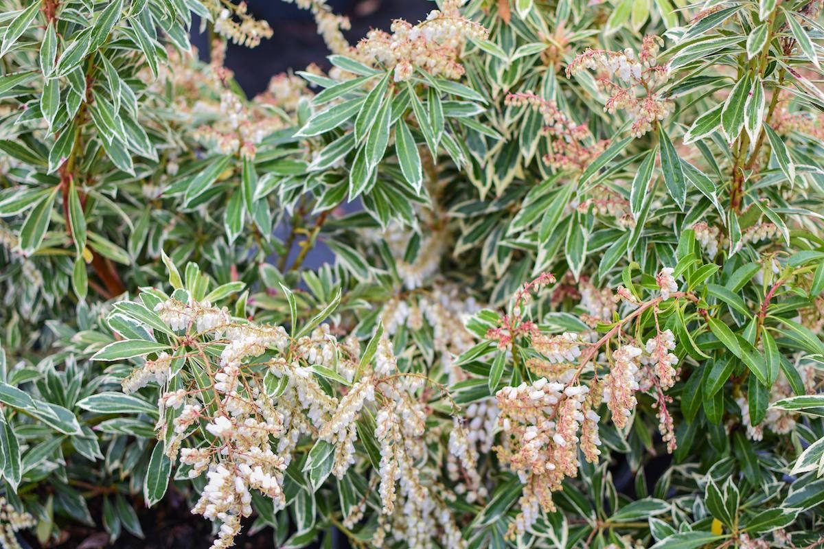 Flaming Silver Variegated Lily Of The Valley, Flowering Evergreen Shrub - Live Plant