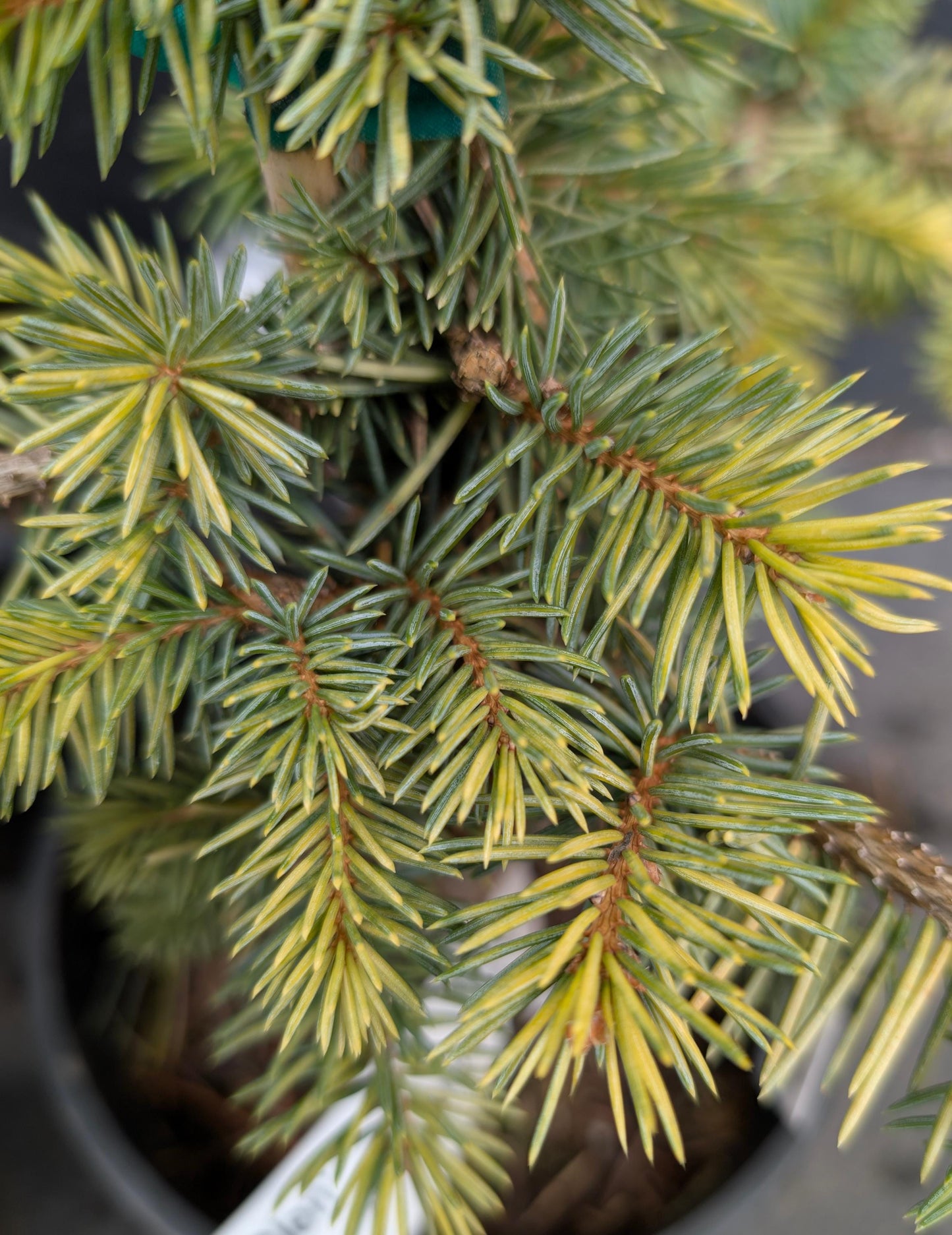 Walnut Glen Colorado Blue Spruce, Golden Dwarf Collector Conifer - Live Plant