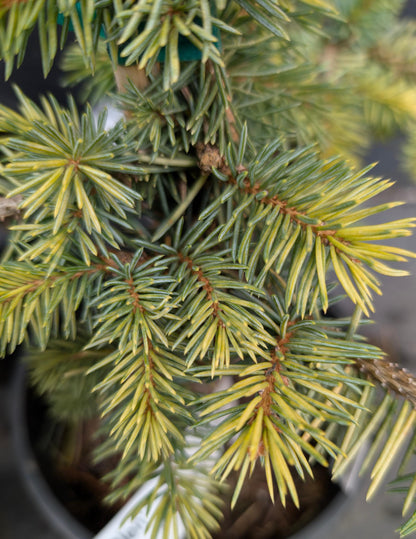 Walnut Glen Colorado Blue Spruce, Golden Dwarf Collector Conifer - Live Plant