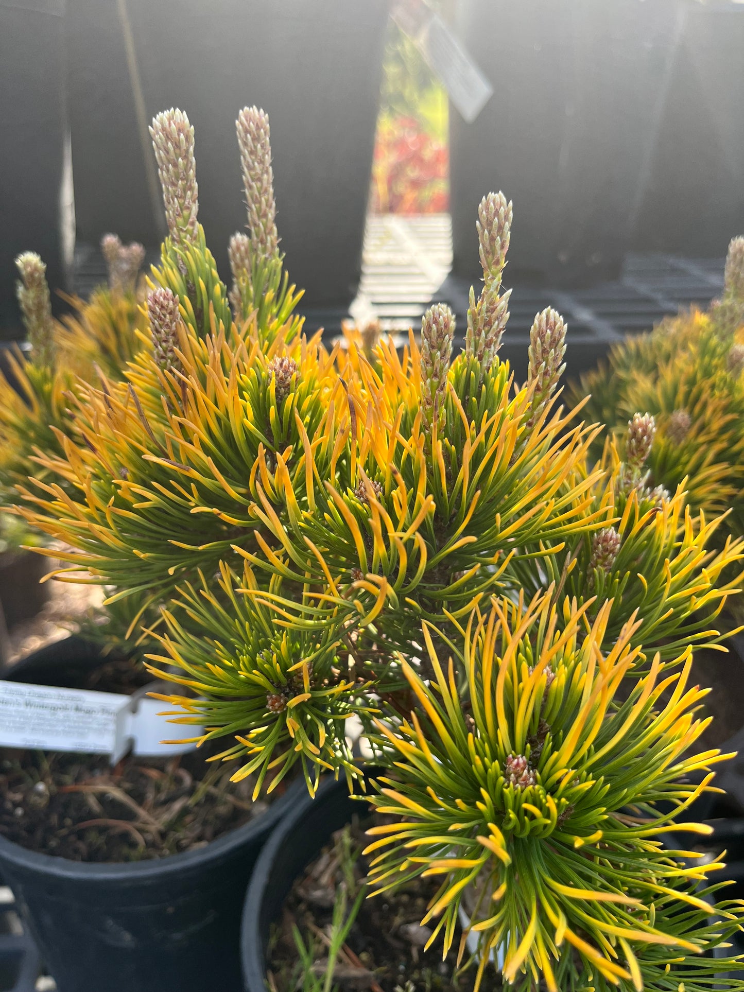 Carsten's Wintergold Dwarf Mugo Pine, Cold Hardy Conifer - Live Plant