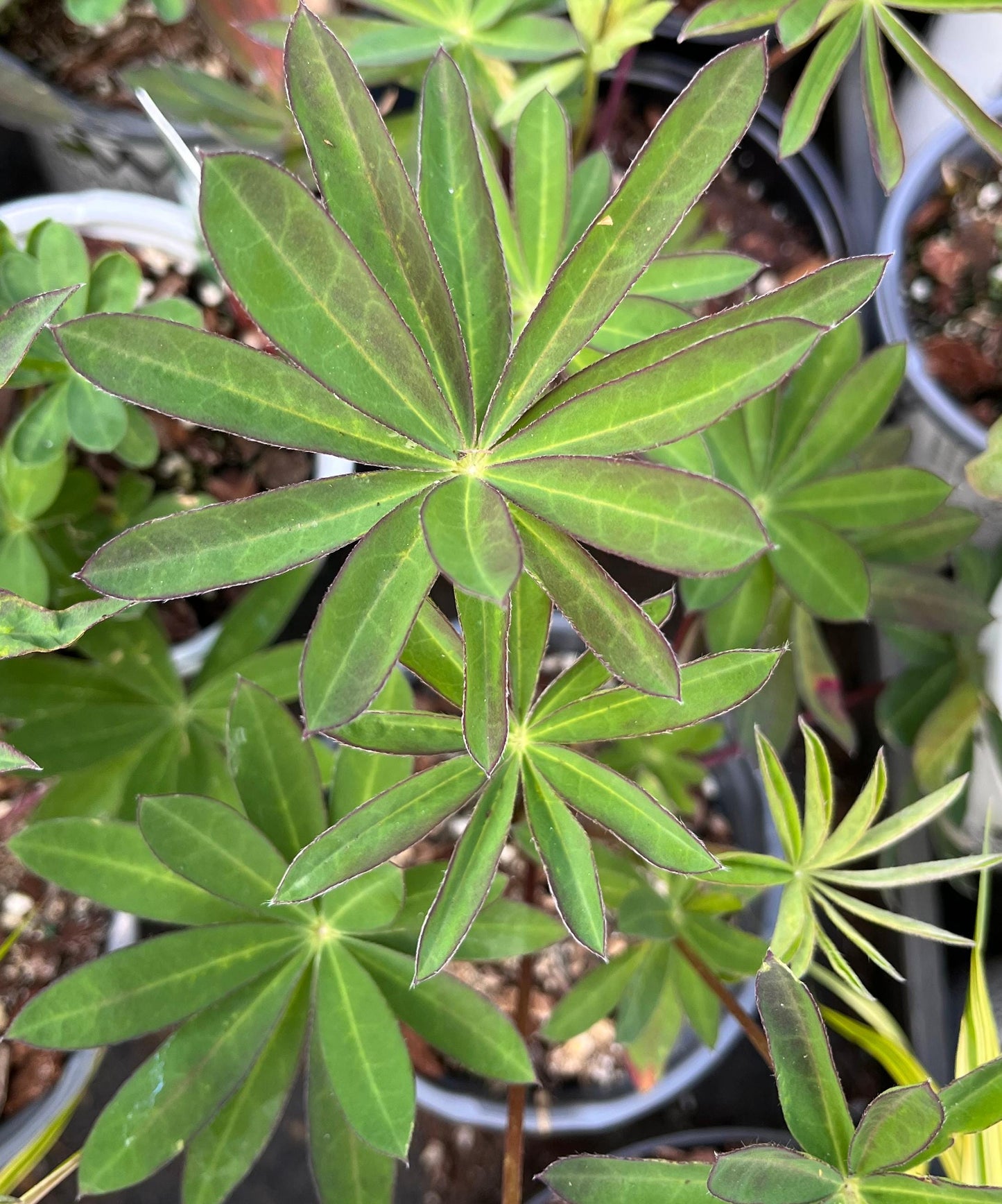 Tequila Flame Lupine, Vibrant Perennial, Pollinator Friendly Garden Flower - Live Plant