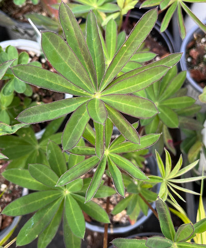Tequila Flame Lupine, Vibrant Perennial, Pollinator Friendly Garden Flower - Live Plant