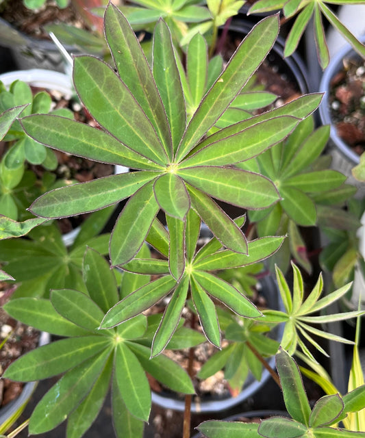 Tequila Flame Lupine, Vibrant Perennial, Pollinator Friendly Garden Flower - Live Plant