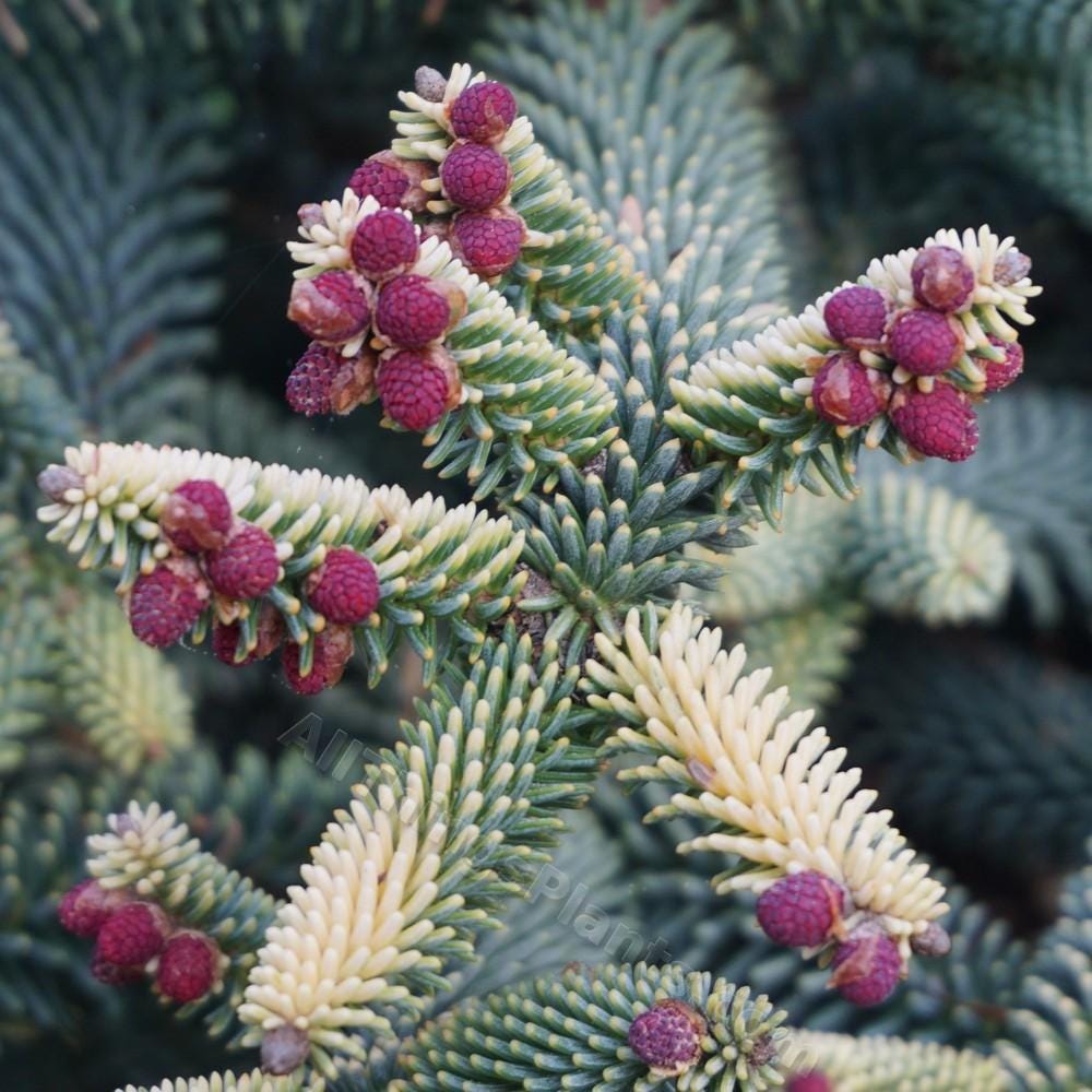 Aurea Golden Spanish Fir Abies Pinsapo, Rare Evergreen Collector Conifer - Live Plant