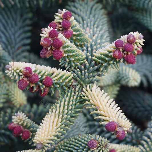 Aurea Golden Spanish Fir Abies Pinsapo, Rare Evergreen Collector Conifer - Live Plant