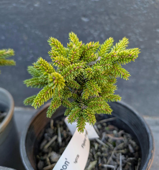 Mt. Vernon Oriental Spruce, Miniature Collector Conifer - Live Plant