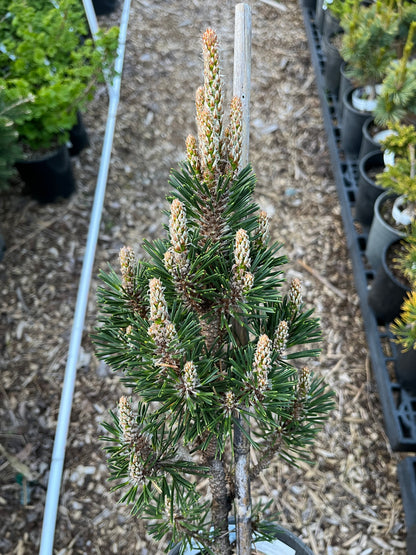 Kotobuki Dwarf Japanese Black Pine, Bonsai Starter Conifer Tree - Live Plant