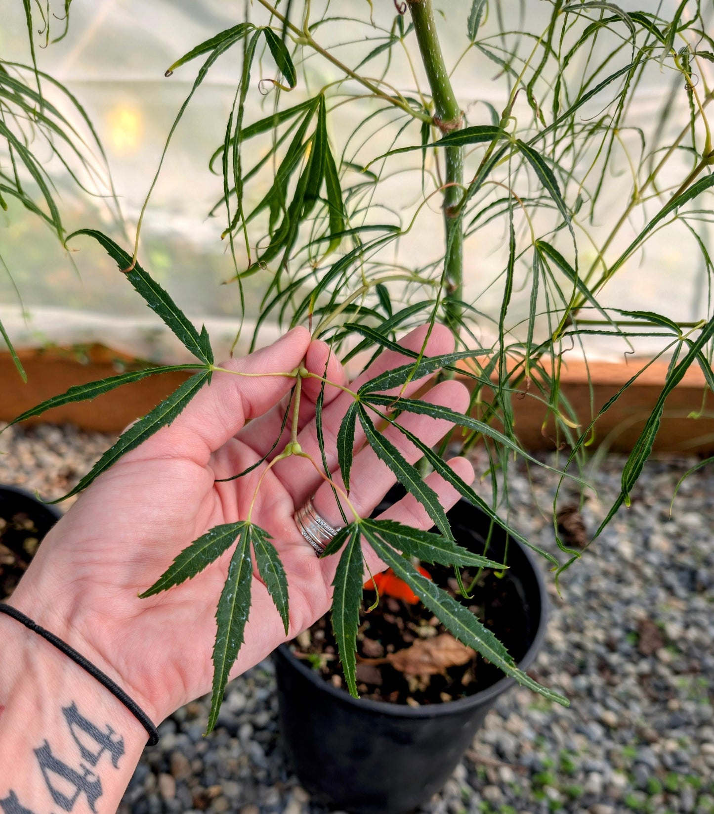 Koto No Ito Japanese Maple, Dwarf Harp String Acer Palmatum Tree - Live Plant