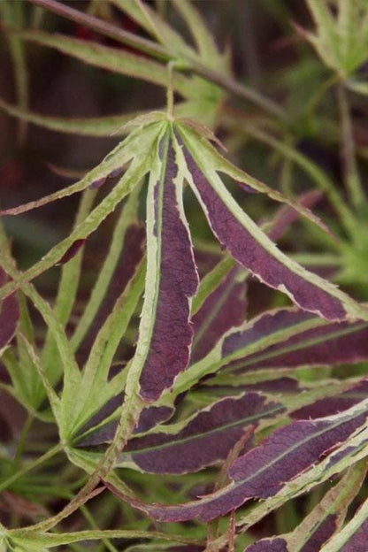 Manyo No Sato Variegated Japanese Maple, Purple Acer Palmatum Tree - Live Plant