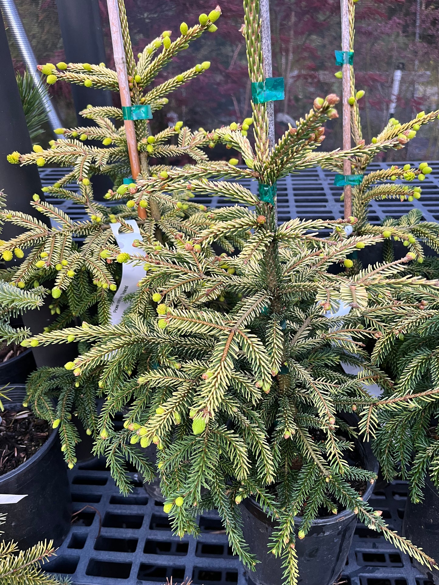 Skylands Golden Oriental Spruce, Picea Orientalis Conifer Tree - Live Plant