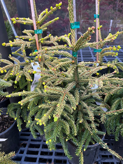 Skylands Golden Oriental Spruce, Picea Orientalis Conifer Tree - Live Plant
