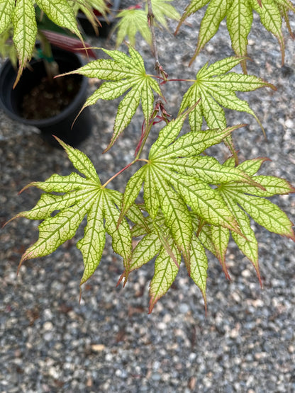 Peaches and Cream Japanese Maple, Pink Cream Variegated Acer Palmatum - Live Plant