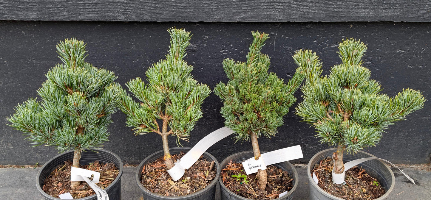 Kinpo Rare Dwarf Japanese White Pine, Pre Bonsai Starter Tree - Live Plant