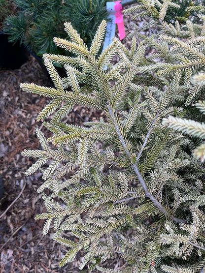 Silver Seedling Rare Variegated Oriental Spruce, Dwarf Evergreen Conifer Tree - Live Plant