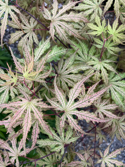 Strawberry Spring Japanese Maple Pink Reticulated Acer Palmatum - Live Plant