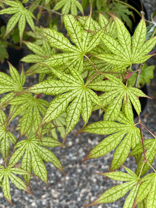 Peaches and Cream Japanese Maple, Pink Cream Variegated Acer Palmatum - Live Plant