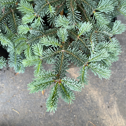Tyler Blue Rare Dwarf Blue Balsam Fir Tree - Live Plant