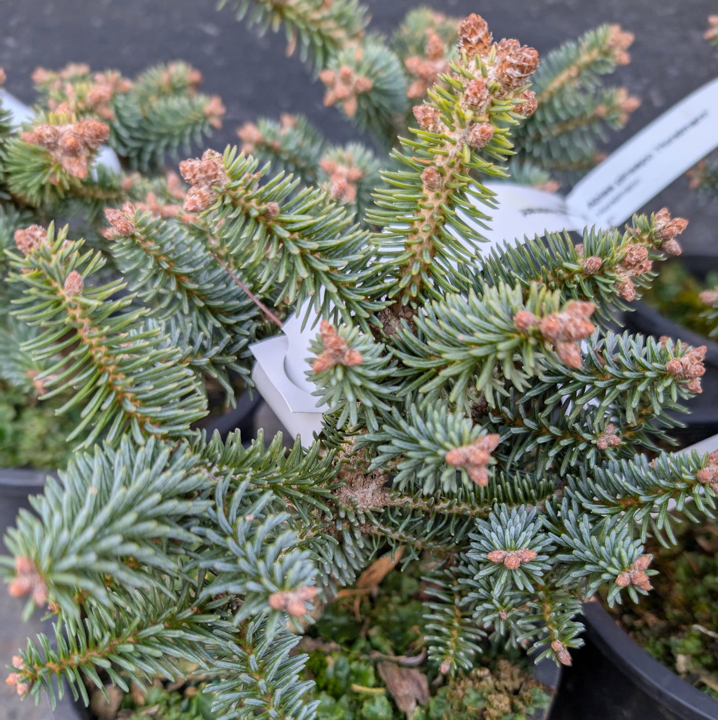 Horstmann Dwarf Blue Spanish Fir, Rare Collector Conifer Tree - Live Plant