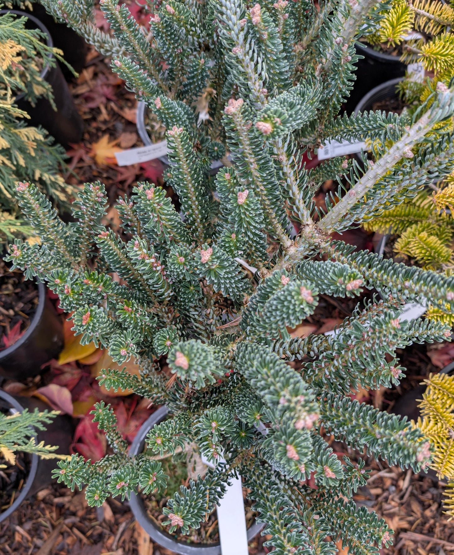 Horstmann's Silberlocke Korean Fir, Upright Silver-White Conifer Purple Cones - Live Plant