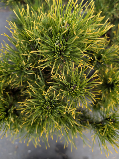 Carsten's Wintergold Dwarf Mugo Pine, Cold Hardy Conifer - Live Plant