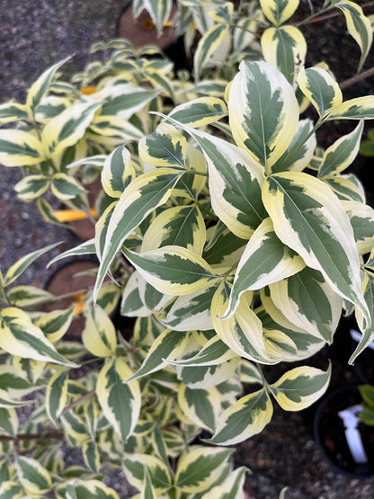 Summer Fun Variegated Dogwood Tree Cornus Kousa - Live Plant