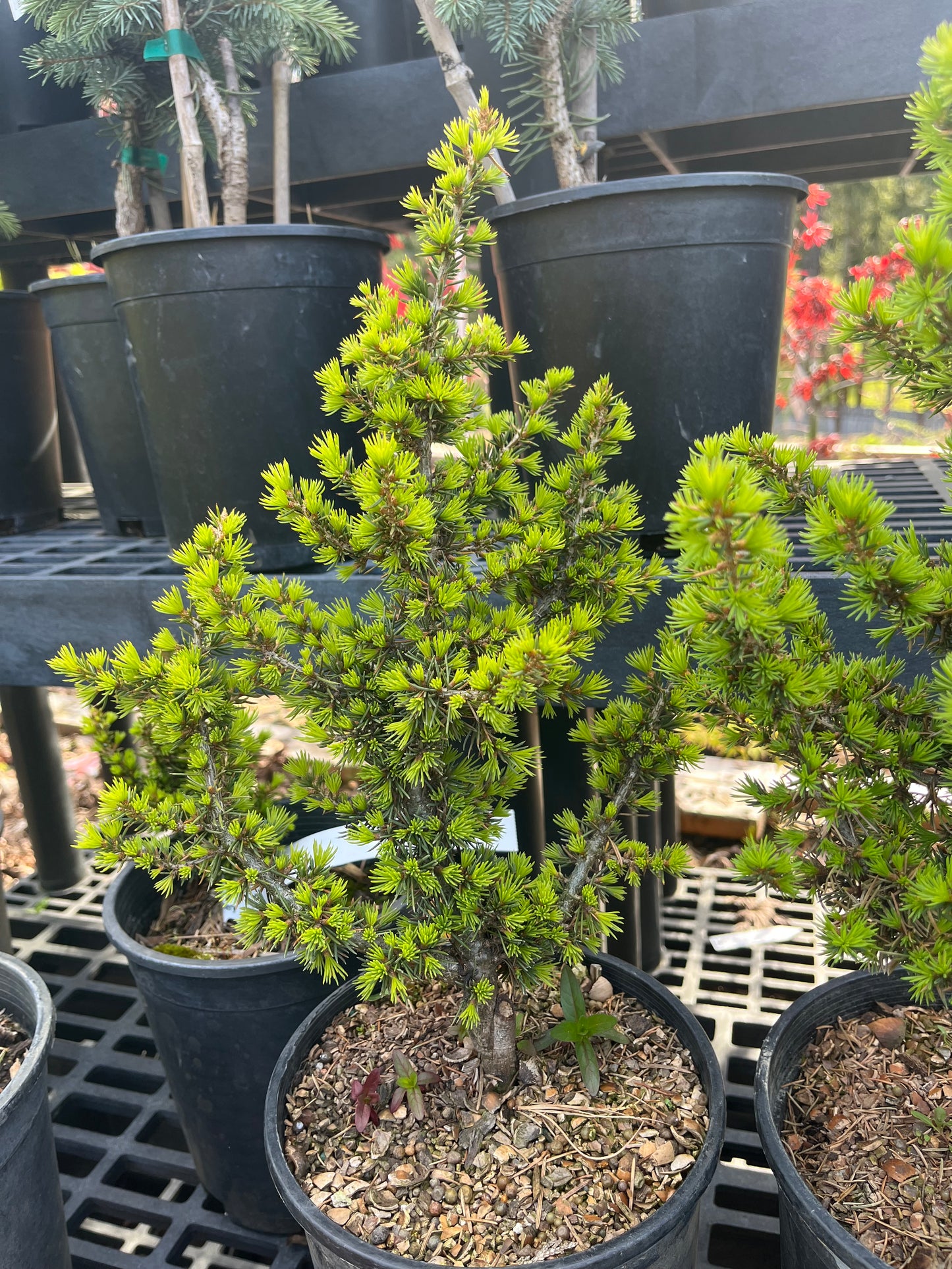 Kenwith Dwarf Cyprus Cedar, Cedrus Brevifolia Rare Miniature Conifer - Live Plant