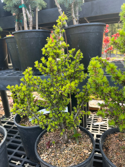 Kenwith Dwarf Cyprus Cedar, Cedrus Brevifolia Rare Miniature Conifer - Live Plant