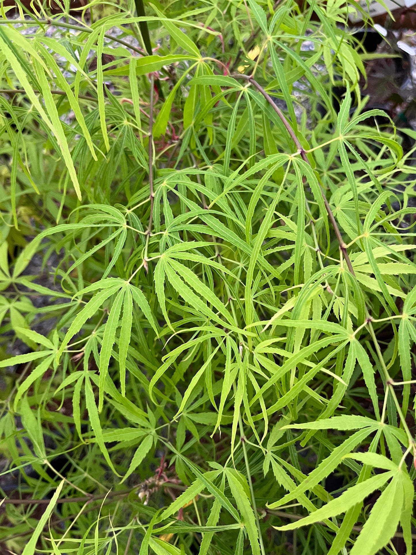 Yellow Threads Japanese Maple, Rare New Buchholz Cultivar Strap-Leaf - Live Plant