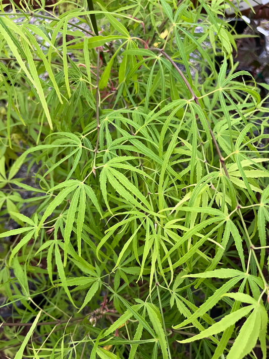 Yellow Threads Japanese Maple, Rare New Buchholz Cultivar Strap-Leaf - Live Plant
