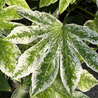 Variegated Spiders Web Fatsia Japonica, Rare Japanese Aralia Shrub - Live Plant