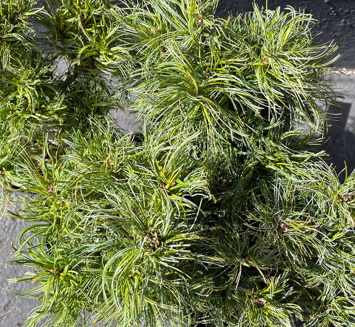 Tiny Kurls Dwarf Eastern White Pine, Unique Twisted Blue-Green Needles - Live Plant
