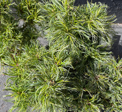 Tiny Kurls Dwarf Eastern White Pine, Unique Twisted Blue-Green Needles - Live Plant