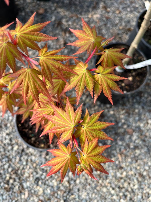 Sunny Dwarf Golden Full Moon Japanese Maple Tree - Live Plant