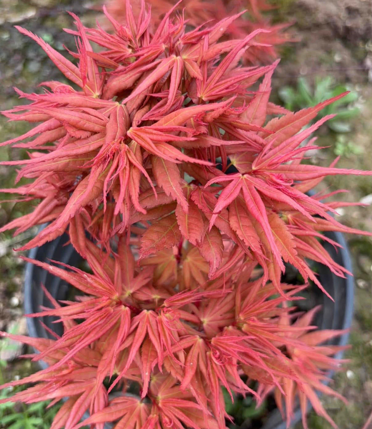 Red Mikawa RARE Japanese Maple, Mikawa Family Collection GRAFTED - Live Plant
