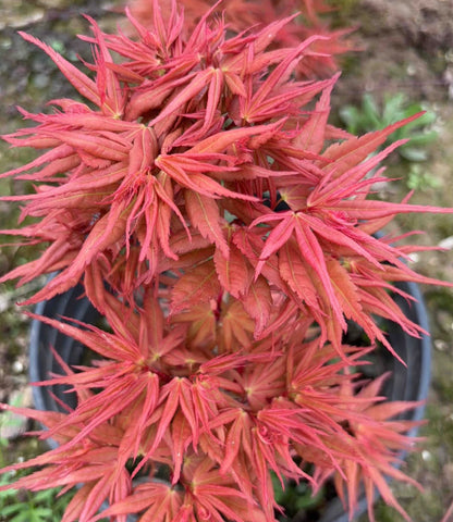 Red Mikawa RARE Japanese Maple, Mikawa Family Collection GRAFTED - Live Plant