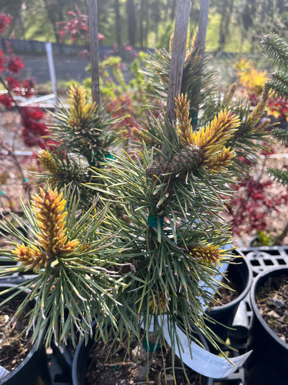 Taylor's Sunburst Rare Dwarf Variegated Lodgepole Pine Collector Conifer Tree - Live Plant