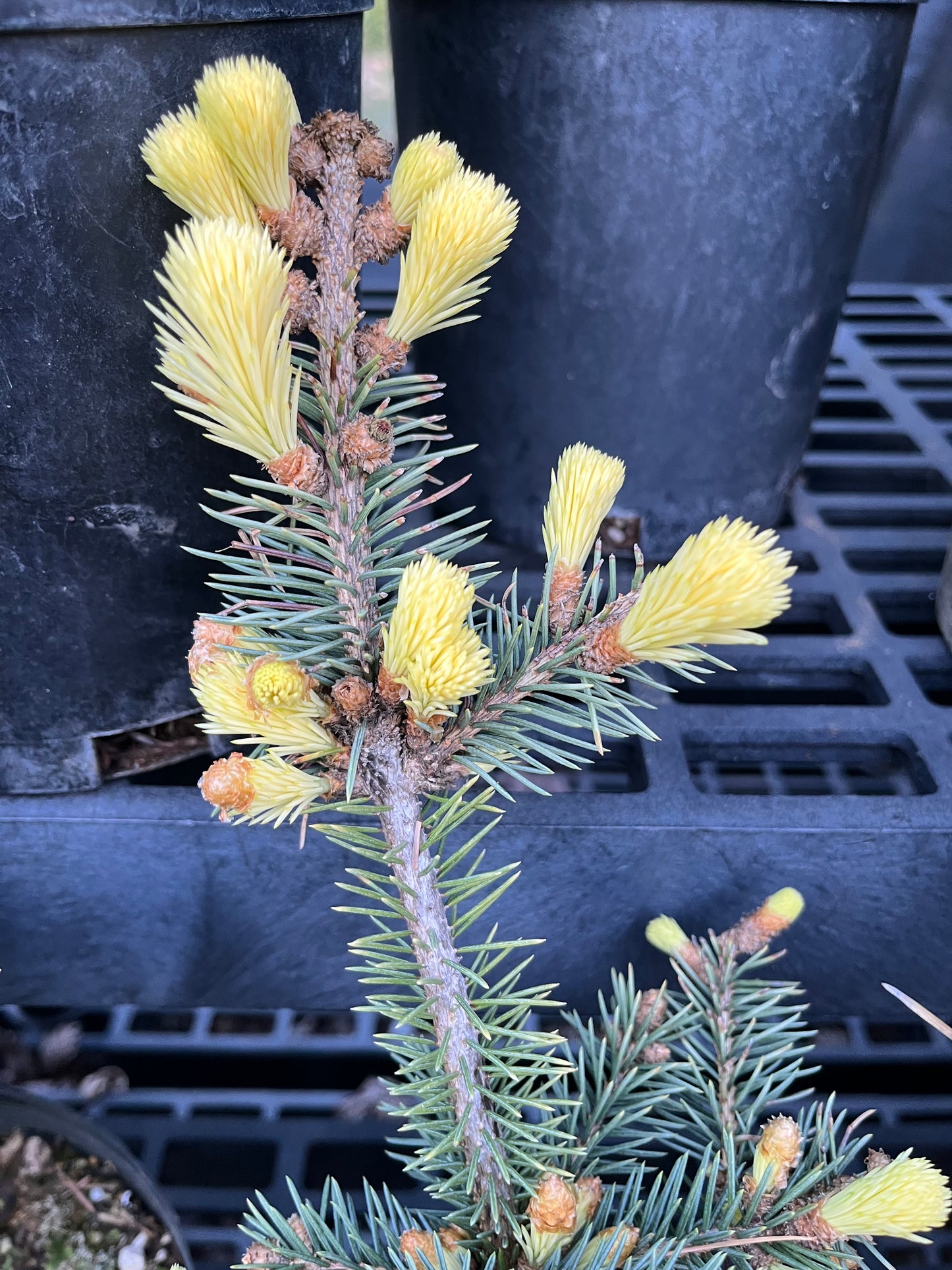 Gebelle's Golden Spring Picea Pungens, Rare Golden New Growth Blue Spruce - Live Plant