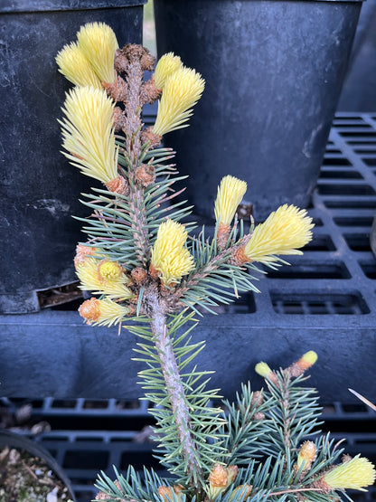 Gebelle's Golden Spring Picea Pungens, Rare Golden New Growth Blue Spruce - Live Plant