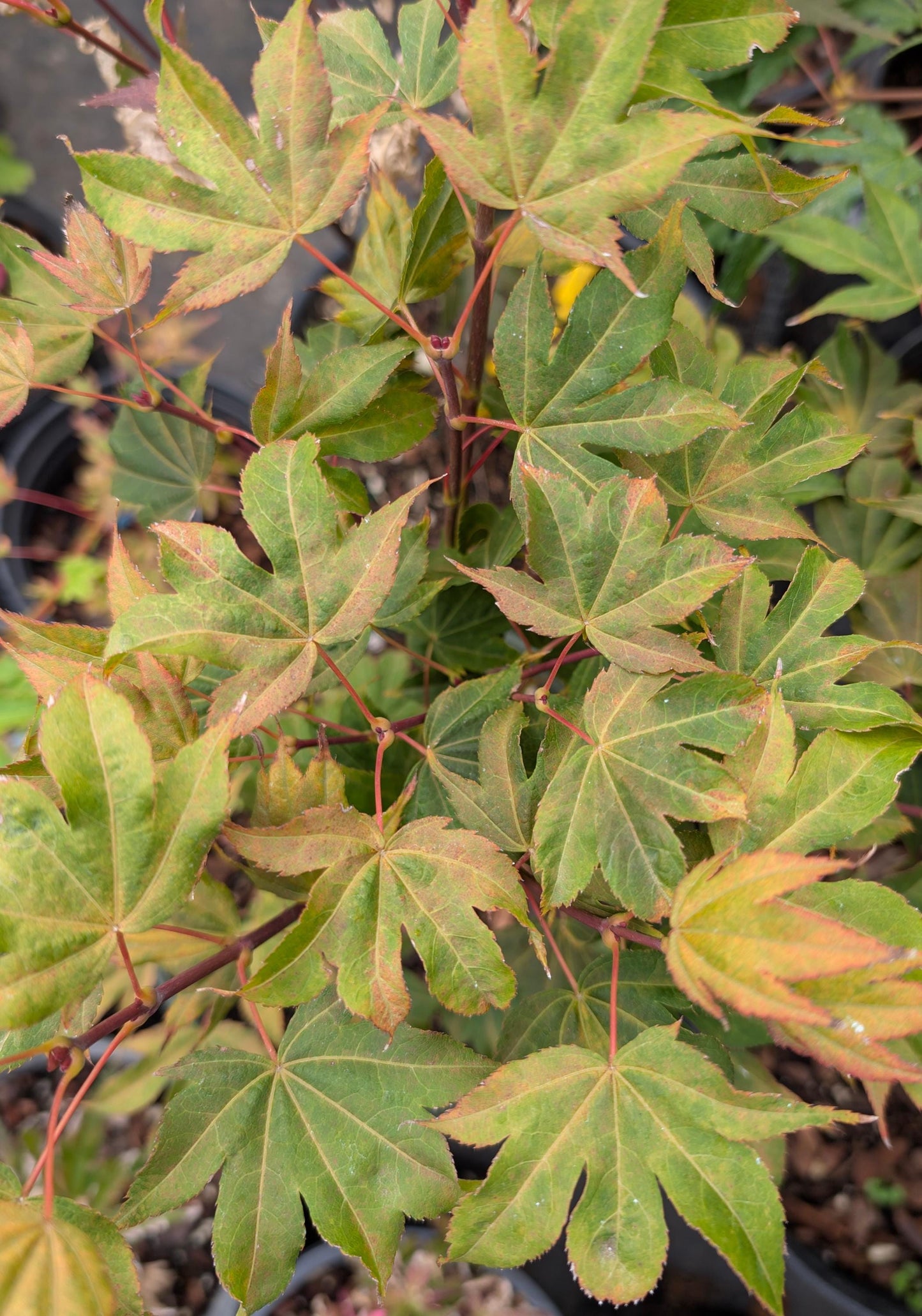 Ruslyn In The Pink Japanese Maple, Dwarf Compact Ornamental Acer Palmatum - Live Plant