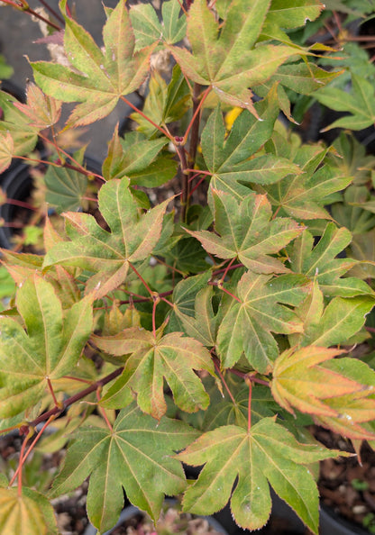 Ruslyn In The Pink Japanese Maple, Dwarf Compact Ornamental Acer Palmatum - Live Plant