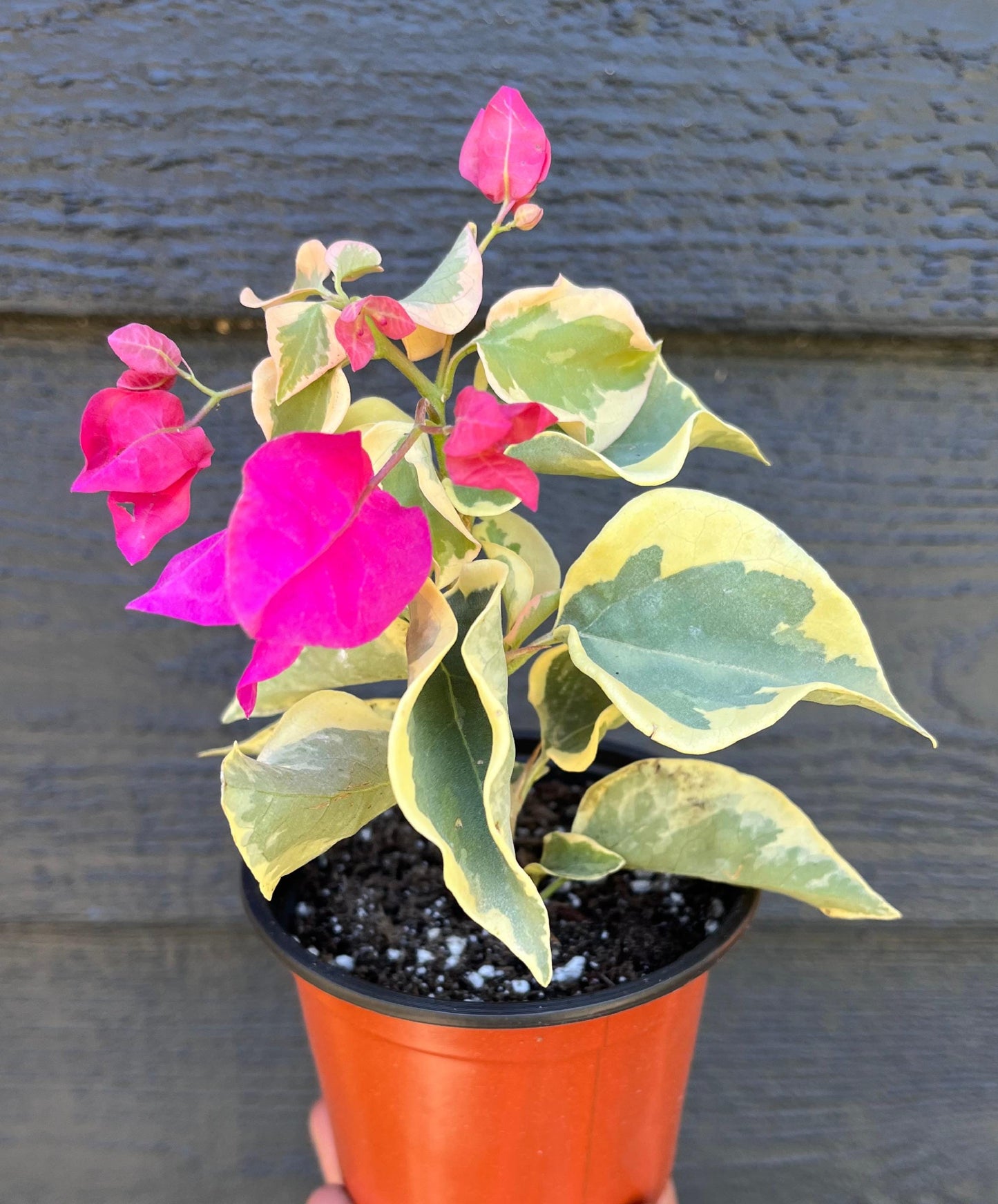 Raspberry Ice Variegated Bougainvillea Pink Flowering Vine - Live Plant
