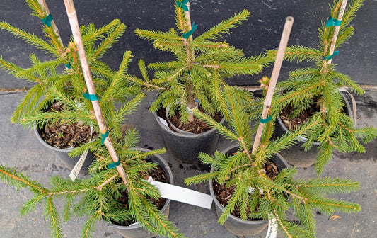 Red Tipped Norway Spruce Tree, Picea Abies Rubra Spicata - Live Plant