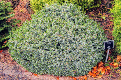 Pimoko Dwarf Serbian Spruce, Picea Omorika Compact Round Evergreen Conifer - Live Plant