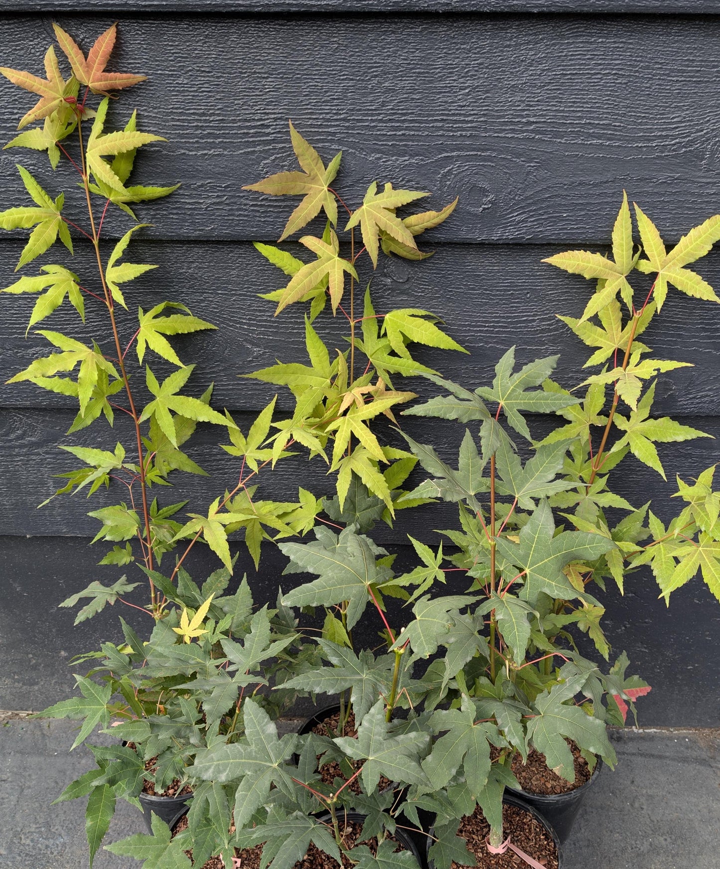 Mystic Jewel Japanese Maple Tree, Heat Tolerant Acer Oliverianum - Live Plant
